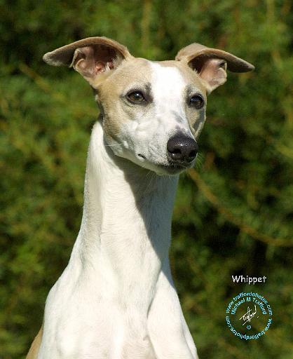 Whippet 9K080D-24.JPG